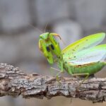 ¿La mantis religiosa es un insecto venenoso?