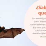 La sorprendente visión de los murciélagos