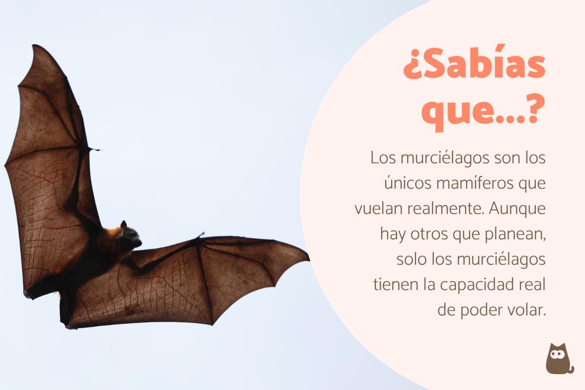 La sorprendente visión de los murciélagos