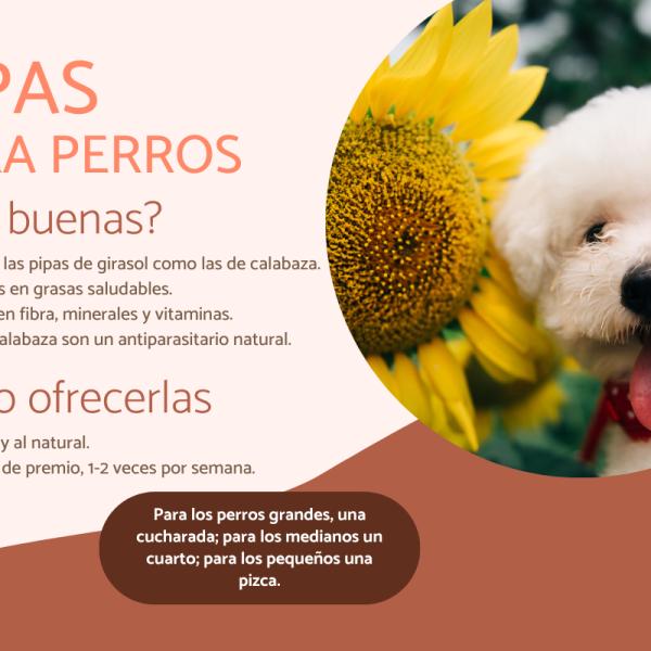 ¿Las pipas son adecuadas para los perros?