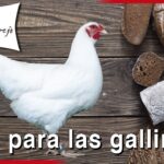 Los beneficios del pan en la alimentación de las gallinas