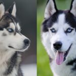 Los huskies: Mitos sobre su carácter y comportamiento