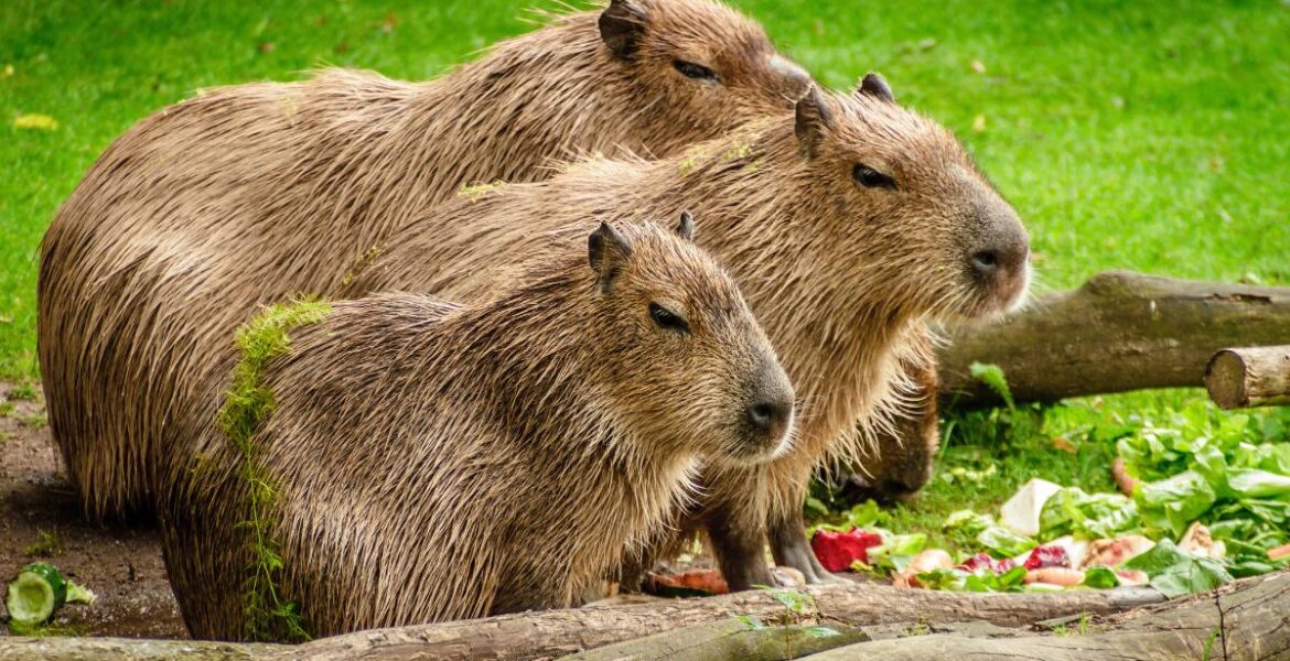 Los mejores consejos para cuidar una capibara en casa