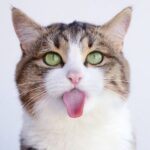 Los misterios detrás del hábito de los gatos de sacar la lengua