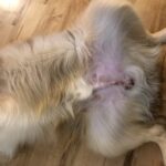 ¿Los perros deben ser castrados?
