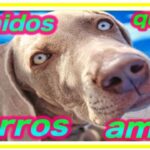 Los sonidos preferidos de los perros: ¡Conoce cuáles son!