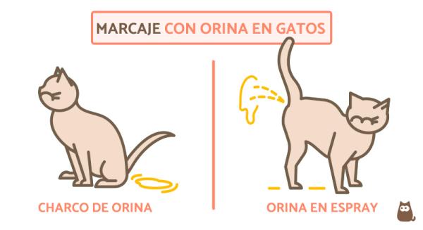 Métodos efectivos para corregir a un gato que se orina en casa