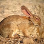 ¿Mi conejo mastica sin tener nada en la boca? Descubre por qué