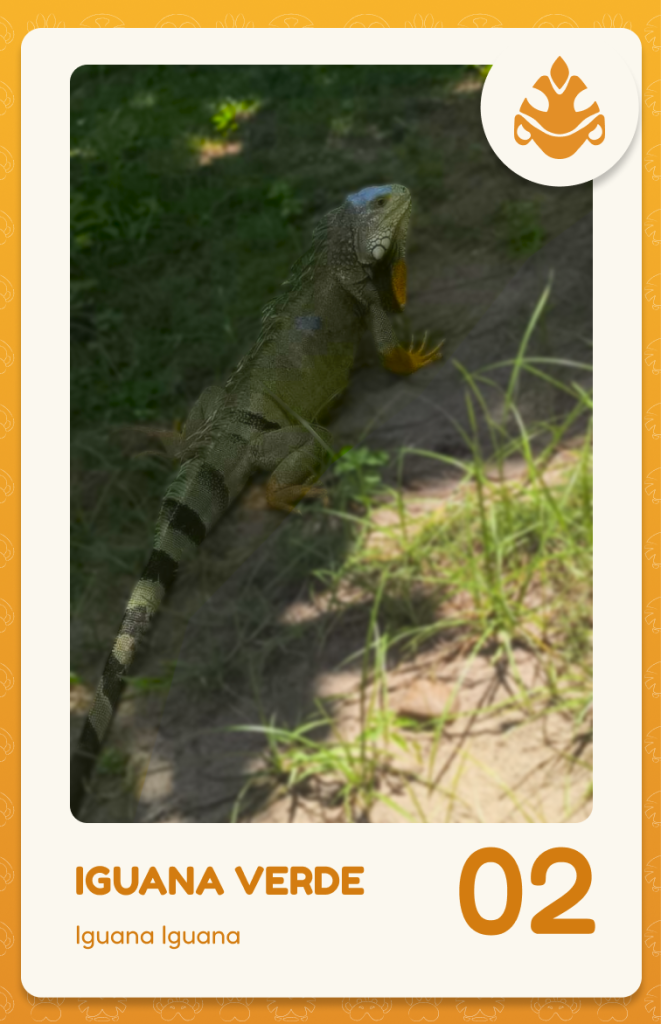 Nacimiento y reproducción de las iguanas: un fascinante proceso