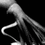 Número de tentáculos del calamar: un misterio marino