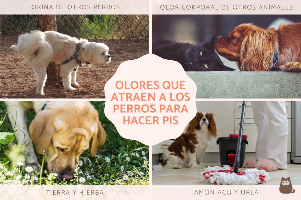 Olores que incitan a los perros a orinar