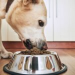Perros y comida caliente: Seguridad y beneficios nutricionales
