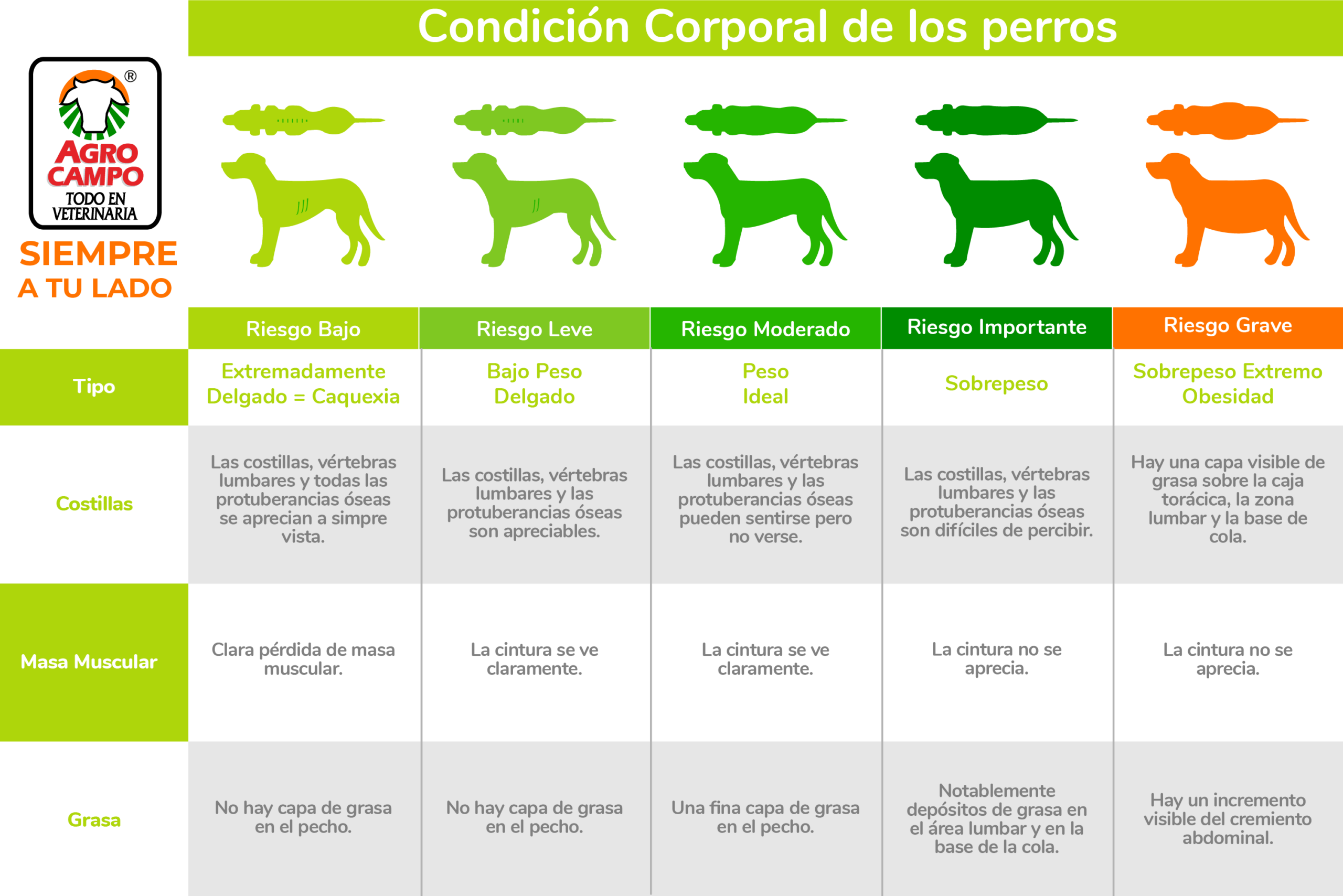 Peso de los perros: ¿cuánto es lo normal?