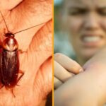 ¿Pican o muerden las cucarachas?