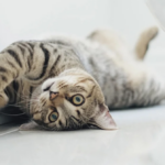 ¿Por qué mi gato le bufa a mi gata después de haberla esterilizado?