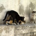 Por qué mi gato monta mi brazo y cómo solucionarlo