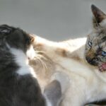 ¿Por qué mis gatos ahora se pelean y soluciones?