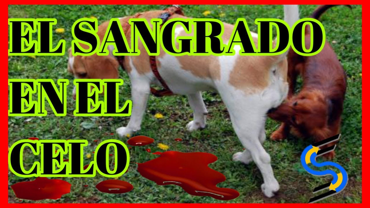 ¿Por qué tu perra puede sangrar excesivamente durante el celo?
