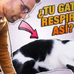 Posibles causas y soluciones para la respiración abdominal en gatos