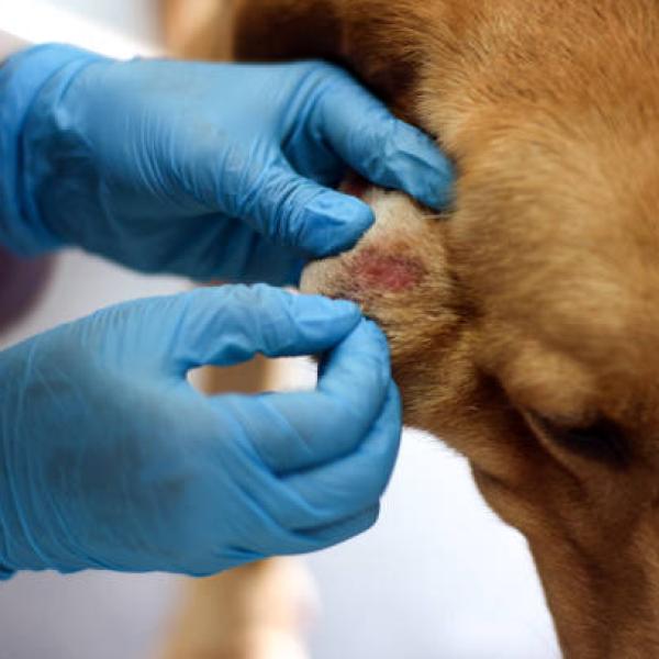 Posibles causas y soluciones para un chichón en la cabeza de tu perro