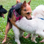 ¿Puede quedar embarazada una perra de varios perros?