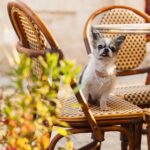 ¿Pueden los perros comer mazapán? Respuesta y consideraciones