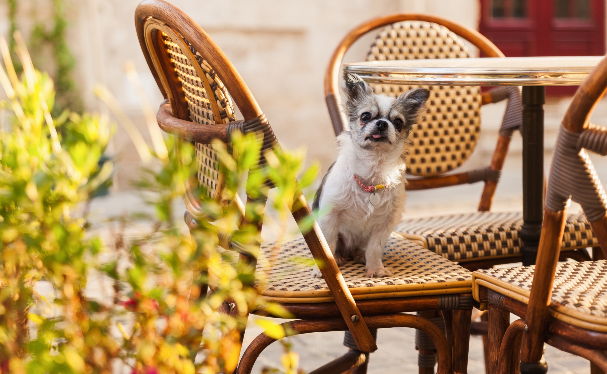 ¿Pueden los perros comer mazapán? Respuesta y consideraciones