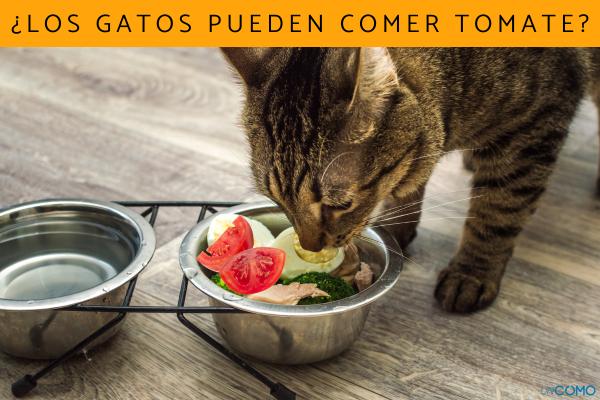¿Es seguro que los gatos coman tomates? Todo lo que necesitas saber sobre la alimentación felina