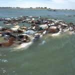¿Pueden nadar las vacas en el agua?