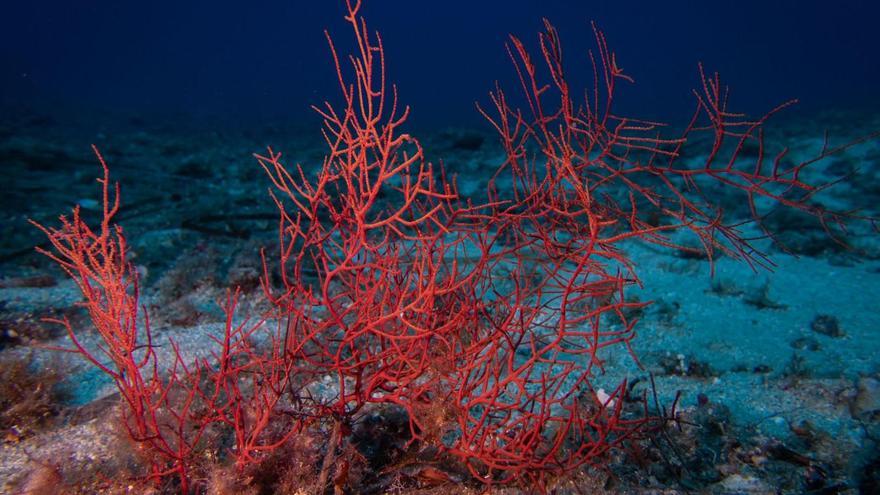 Qué son las gorgonias marinas y sus variedades principales