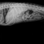 ¿Qué sucede con los huesos en el estómago de los perros?