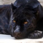 ¿Qué tipo de animal es la pantera negra?