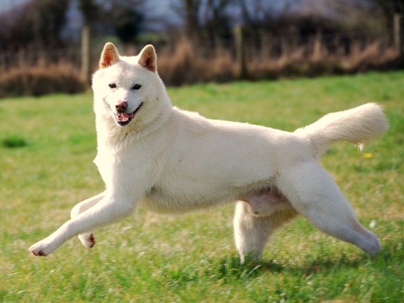 Raza de perro Chindo o Jindo Coreano: Características y Cuidados