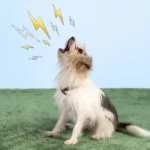 Razones detrás de los ladridos inesperados de tu perro