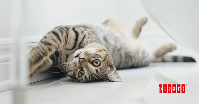 Razones por las que el gato bufa tras esterilización de la gata