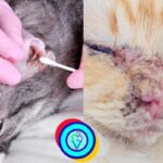 Razones por las que mi gato tose y soluciones efectivas