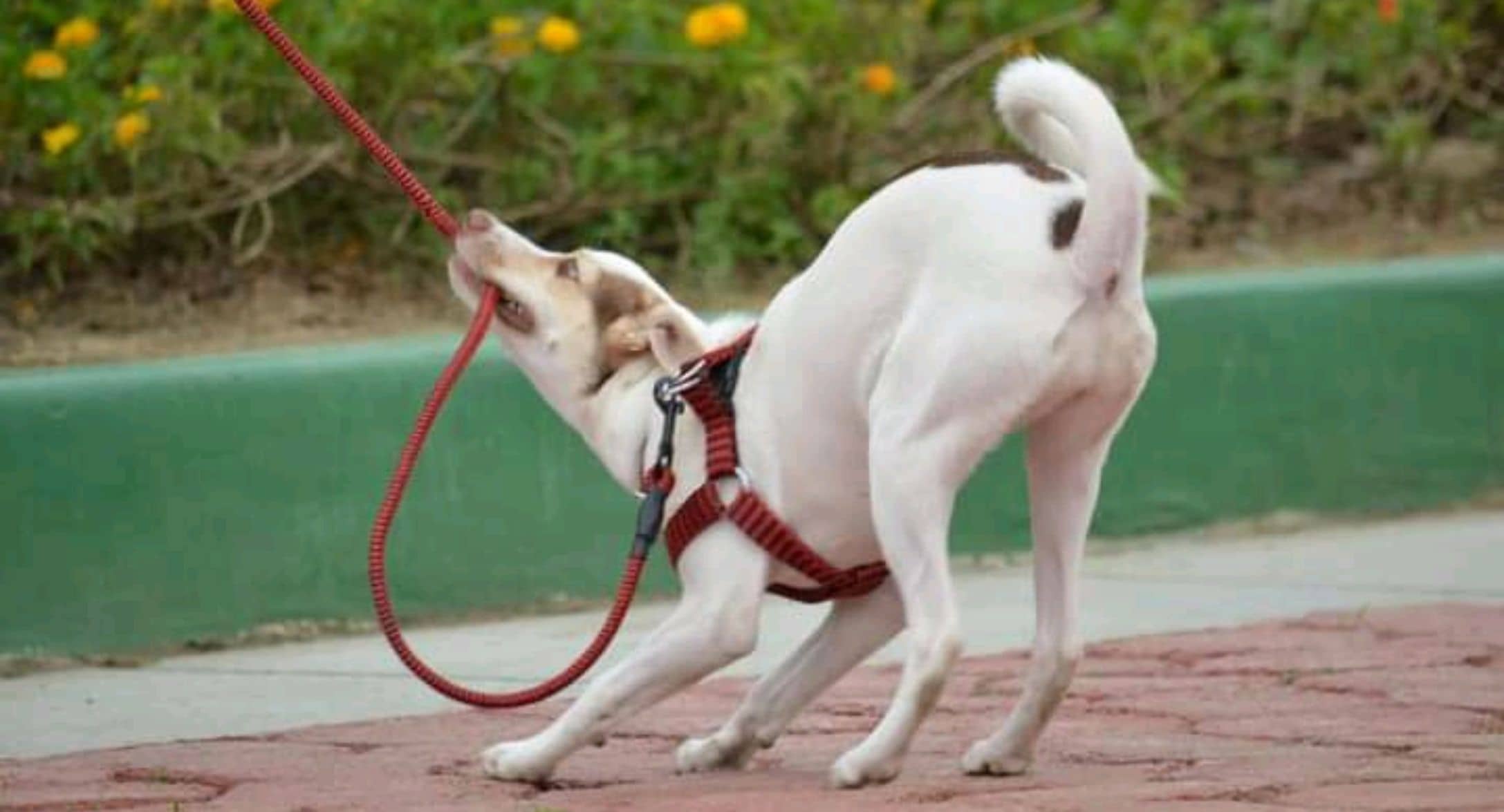 Razones por las que mi perro evita salir y soluciones