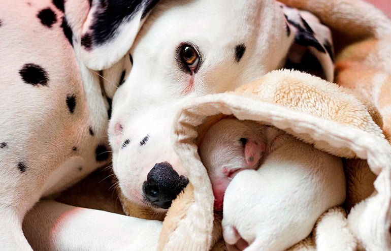 Razones por las que tu perra mueve a sus cachorros de lugar