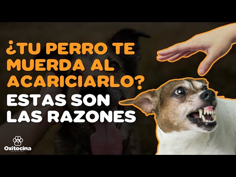 Razones por las que tu perro muerde al acariciarlo