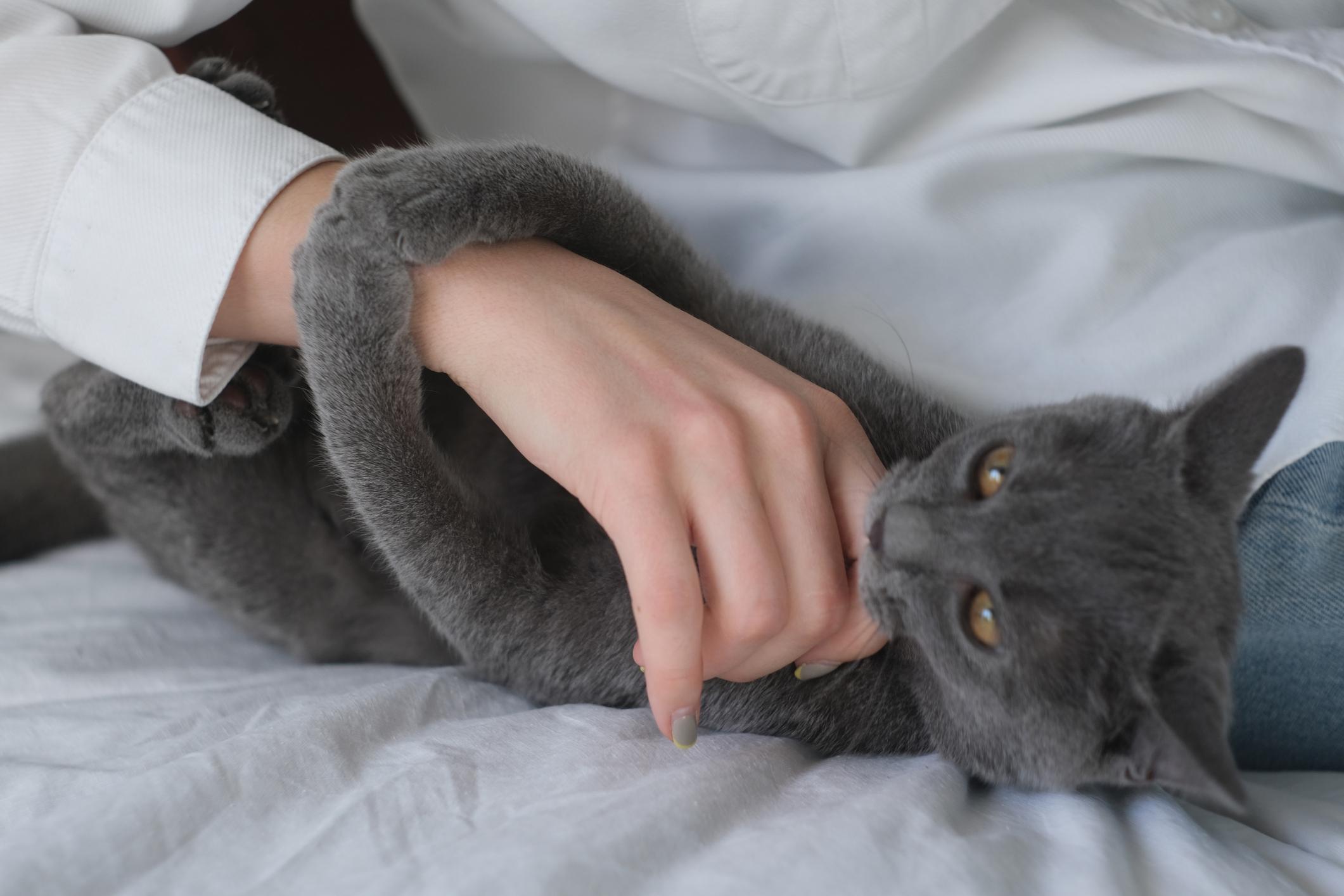 Razones y soluciones para el mordisqueo entre gatos
