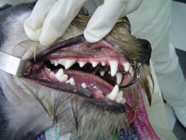Riesgos mortales en la limpieza dental para perros