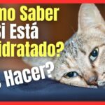Señales de Deshidratación en Gatos