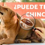Síntomas y tratamiento de la picadura de chinches en perros