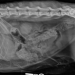 Síntomas y tratamiento del linfoma intestinal en gatos