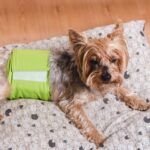 Soluciones efectivas para la incontinencia urinaria en perros