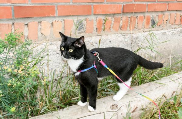 Tipos de arneses para gatos y cómo colocarlos