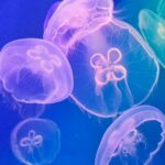Tipos de medusas bioluminiscentes con imágenes impresionantes