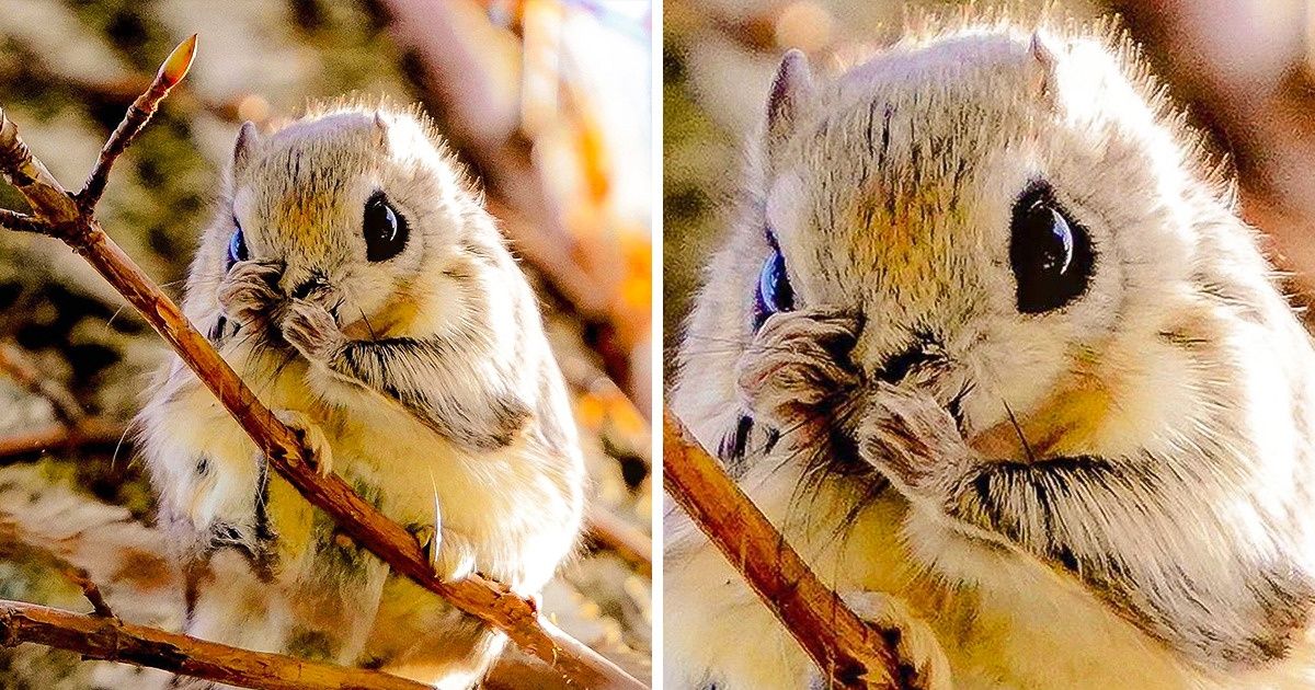 Tipos y fotos de asombrosas ardillas voladoras