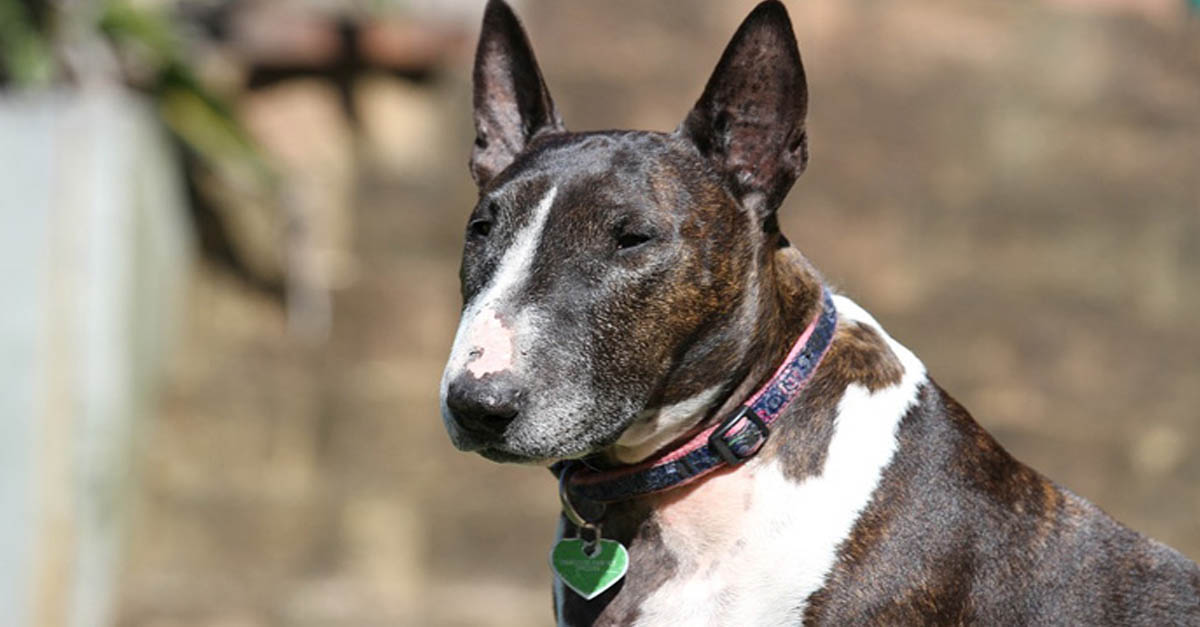 Todo lo que debes saber sobre el bull terrier inglés miniatura
