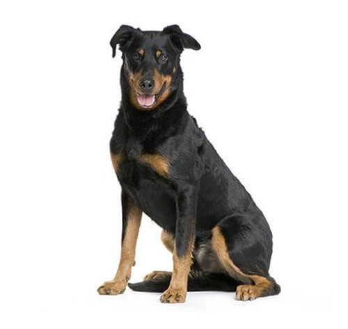 Todo lo que debes saber sobre la raza de perro Beauceron o Pastor de Beauce